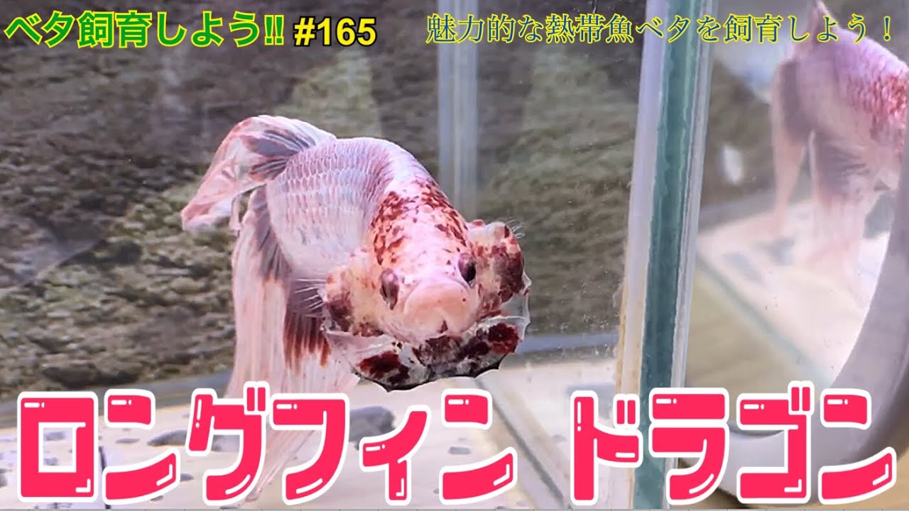 ベタ ロングフィン ドラゴン